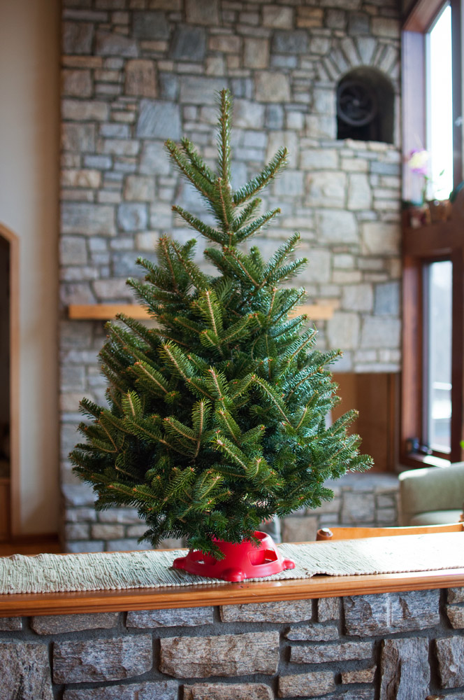 Tabletop Christmas Tree - Photos All Recommendation