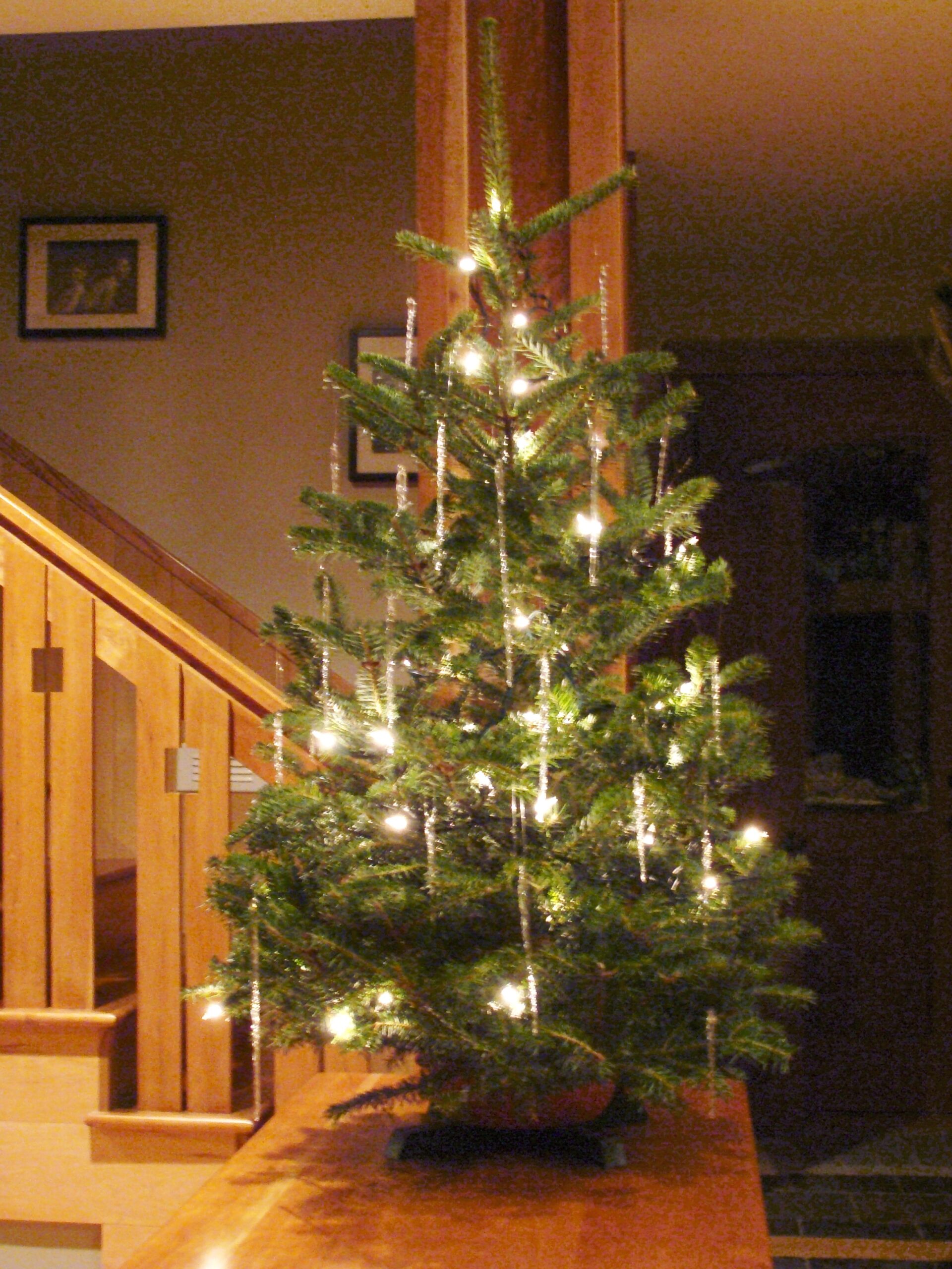 Live Tabletop Christmas Tree | App Evergreens - Appalachian Evergreens